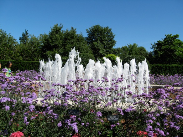 A taste of full summer with fountains: Brazilian vervain (verbena), which butterflies come to visit.